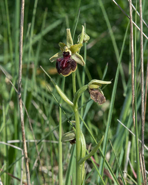 Ophrys spec., Wespen-Ragwurz s.l. - 2016-04-27_D4_DSC6875