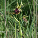 Ophrys spec., Wespen-Ragwurz s.l. - 2016-04-27_D4_DSC6875