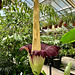 Hortus Botanicus 2022 – Amorphophallus titanum