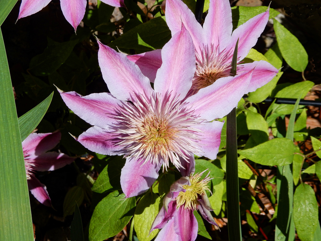 our new clematis