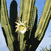 Bolivia, Copacabana, Blooming Cactus on the Square of February 2