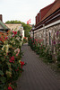 Flowers In Ystad