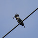 Belted kingfisher (M)