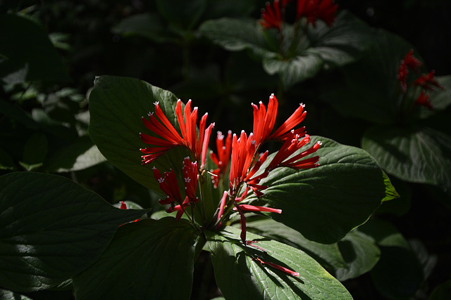 Mexico, A Bright Red Flower in the Sumidero Canyon National Park