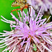 Things on Thistles 4