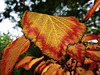 Herbstfarben - Autumn Colours