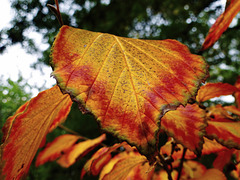 Herbstfarben - Autumn Colours