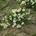 SoS[21] - more daffodils