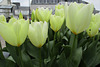 les tulipes ,,,