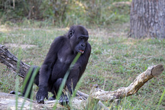 Gorillajunge (Wilhelma)