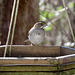 White-throated sparrow - Zonotrichia albicollis