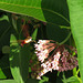 Hummingbird Moth on Milkweed