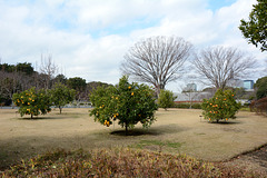 Tokyo, Citrus Trees in the Eastern Garden of the Imperial Palace