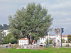 Tree near the Rhone River and Roman Remains in Vienne, October 2022
