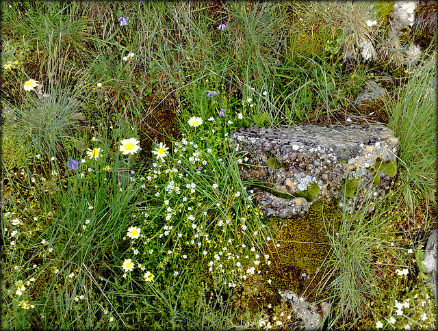 H. A. N. W. E. everyone! Spring re-visited no 1. La Cabrera wildflowers and richly textured granite rock. PLEASE STAY, DON'T RUN AWAY (ESPECIALLY NOW)!!! 2017 title  ...seems equally apt now!!