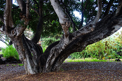 Alter Baum im Taoro Park