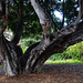 Alter Baum im Taoro Park