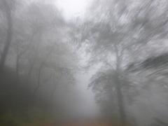 foggy on the road