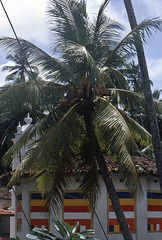 Tempel und Palmen in Beruwala auf Sri Lanka