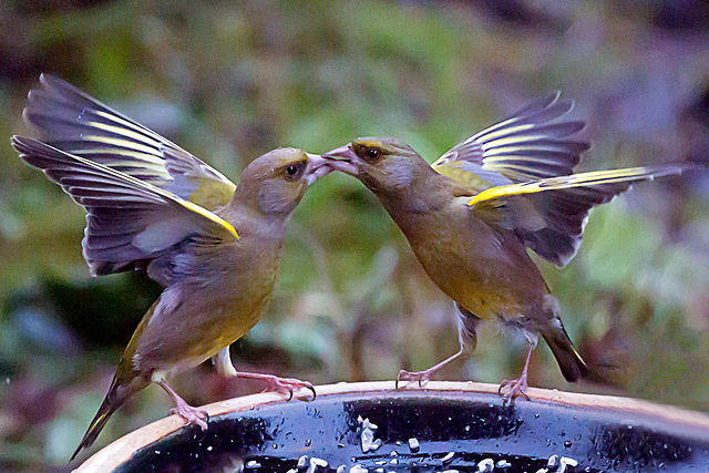 Greenfinch squabble.