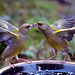 Greenfinch squabble.