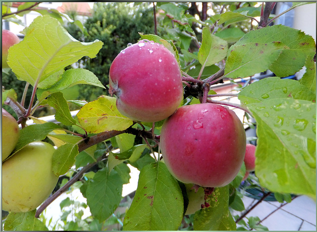 Apfelbaum trägt Früchte. ©UdoSm