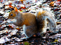 Eastham squirrel
