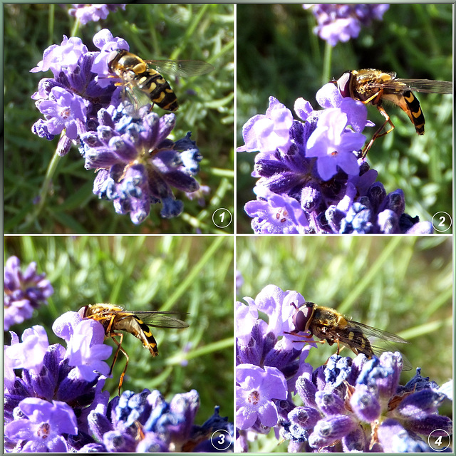 Hoverfly on lavender... ©UdoSm