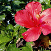 248/366 Spring Hibiscus
