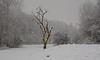 A lone tree in winter.