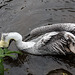 20140926 5509VRAw [D~SFA] Chile-Pelikan (Pelecanus thagus), Vogelpark, Walsrode