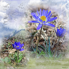 Blue Hepatica Windflowers