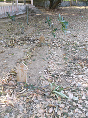 Thai cemetery / Cimetière thaïlandais
