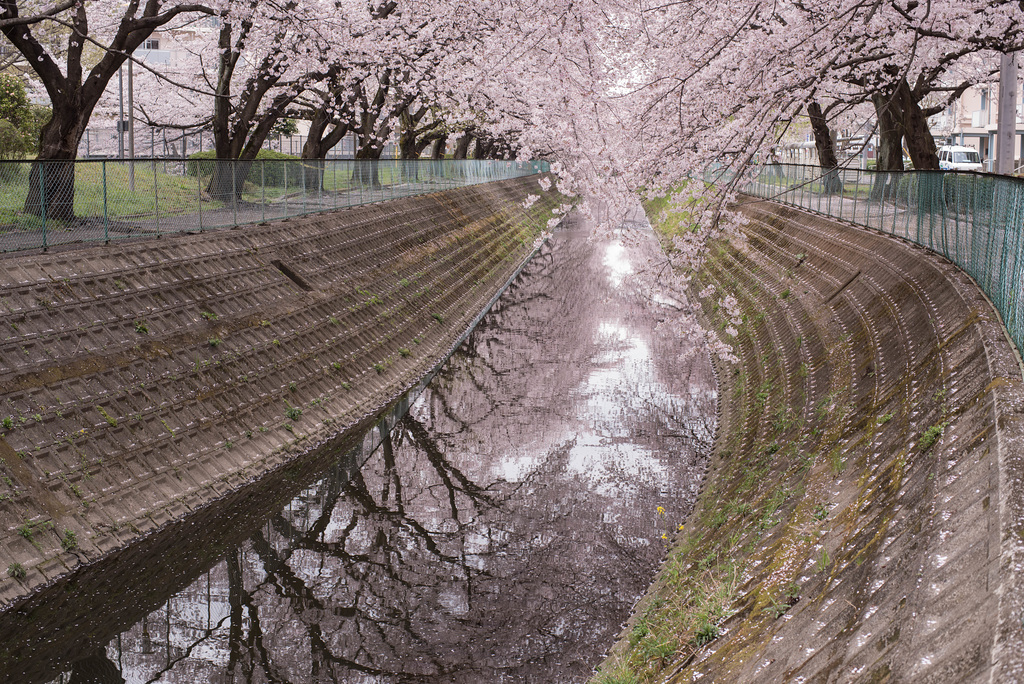 Cherry blossoms along the stream