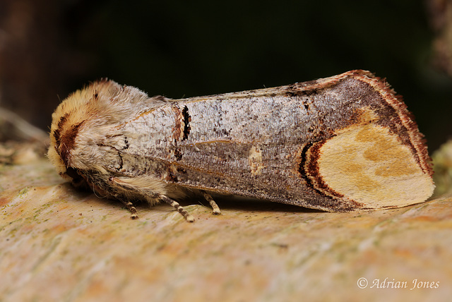 Buff Tip Moth (Phalera bucephala).
