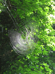 Spider web in morning sunshine