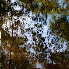 Trees In Water 171