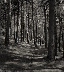Entre pins i clotades s'alça tot el bosc