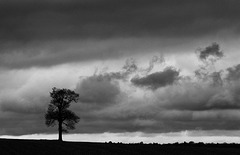 March 10: cloudy tree