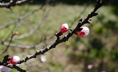 bourgeons, fleurs d'abricotier