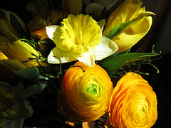 Ranunculus, Narcissus and tulips in a bouquet