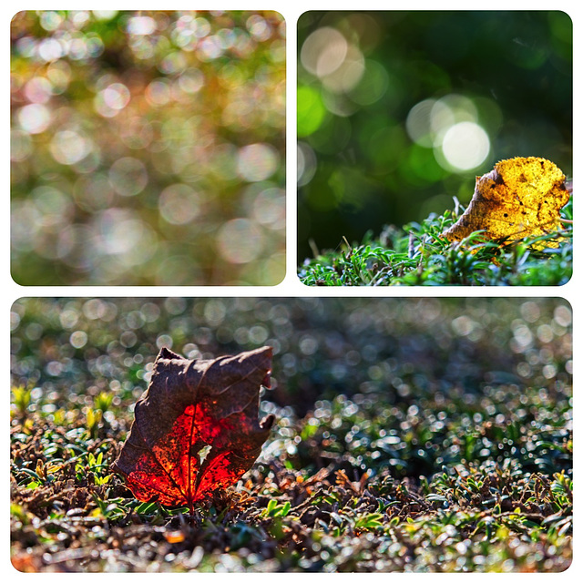 Autumn Impressions (Bokeh)