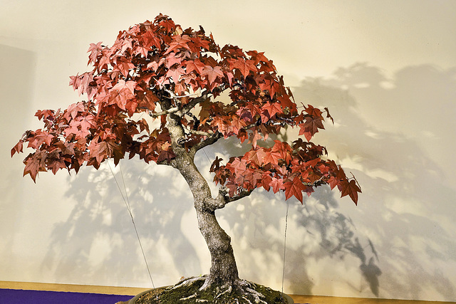 Bonsai Sweetgum Tree – United States National Arboretum, Washington, DC