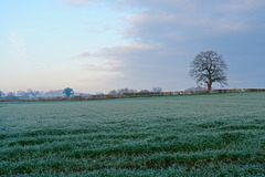 Frosty Gnosall fields