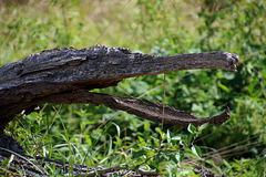 Un vieux gavial qui a perdu ses 110 dents . On le nourrit exclusivement avec du poisson au court-bouillon ( contrepèterie )