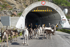 priority for reindeers