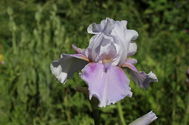Iris 'Epée violette'