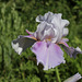 Iris 'Epée violette'