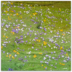 ...the crocuses are in bloom...