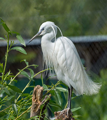 Egret (6)